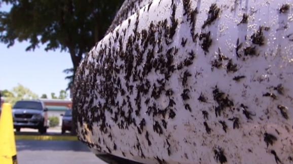 Removing Dead Bugs From Your Car - S E Benchmark Agency, INC